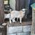 Nigerian dwarf Goats 1 thumbnail
