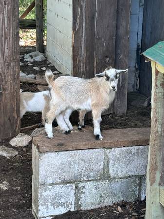 Nigerian dwarf Goats 1