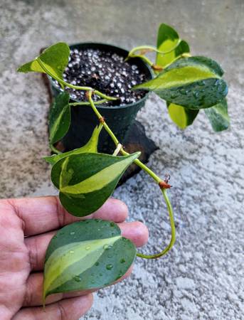 Philodendron Brazil indoor house plant 1