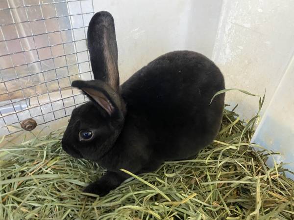 Mini Rex Buck 1