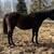 Bay Appendix mare 2 thumbnail