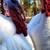 Midget White Turkey 1 thumbnail