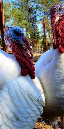 Midget White Turkey 1