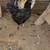 Chickens Silkie mix 3 thumbnail