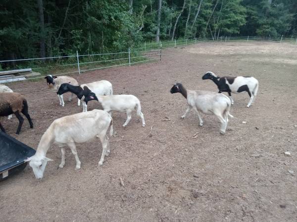 Dorper and Dorper cross sheep 1