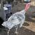 Toms and Hens 4 thumbnail