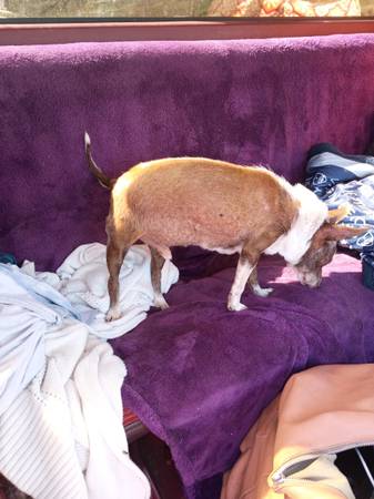 Encontré un perro (Hawthorne y Market St)63839340705921120