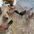 Barnyard mix chickens 6 thumbnail
