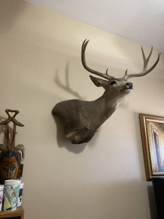 Mule Deer shoulder mount 1
