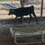 Beef heifers 20 thumbnail