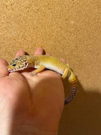 Hembra de gecko leopardo adulta, tarifa de reubicación $35 OBO (Omaha)63670824490627122