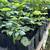🍓 Red Raspberry Plants – Sweet and Delicious! 🍓 6 thumbnail