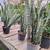 Sanseveria/snake plant 1 gallon $22 each 15 thumbnail