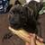 Pitsky Puppy 2 thumbnail