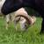 Sheep lambs ram 16 thumbnail