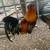 Gamefowl chickens 6 thumbnail
