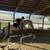 Hunter, jumper Ohset mare 3 thumbnail