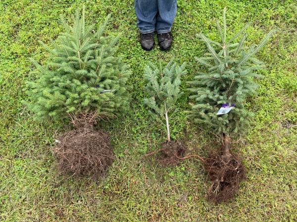 Three free (small) spruce saplings 1