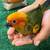 Sun conure 1 thumbnail