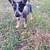 Blue heeler puppies 1 thumbnail