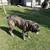 Cane Corso needs home 2 thumbnail