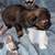 Chiweenies 15 thumbnail