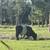 Galloway Cattle 4 thumbnail