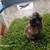 silkies chicks 4 thumbnail
