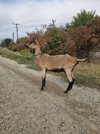 Alpine doe 1
