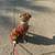Rehoming Rocky 2 thumbnail