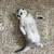 scottish straight kitten 1 thumbnail