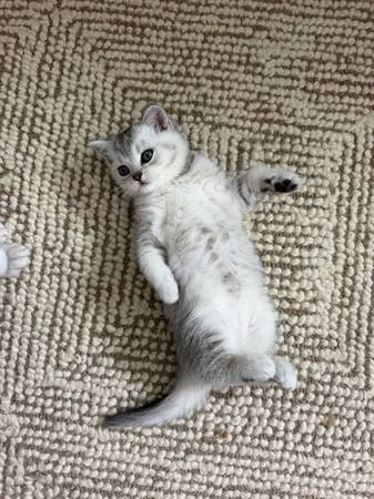 scottish straight kitten 1