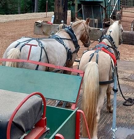 section A Welsh ponies, buckboard, cart, harnesses, saddle etc 1