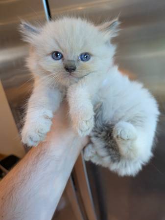 ragdoll kittens for adoption no deposits needed/ local pick up (sunset park)63887463011969120