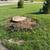 Stump Grinding 10 thumbnail