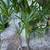 Lady Palms "Rhapis excelsa also known as Broadleaf Lady Palms. 10 thumbnail