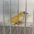 Yellow Lady Gouldian Finch 2 thumbnail