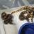 Ball pythons 1 thumbnail
