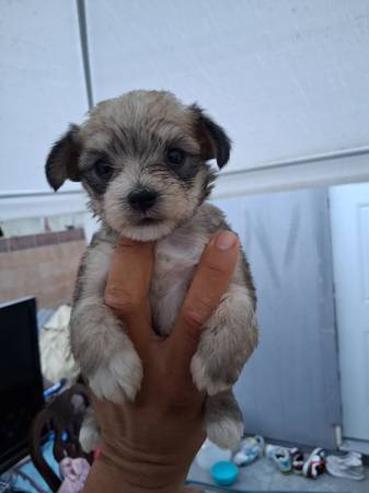 Yorkie pom (Compton)63829609835907120