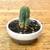One Cactus, Two Cacti, Three Cacti, More! (Other Succulents Too!) 7 thumbnail