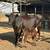 Vaca angus y holstein con su vecerro en benta para mas infomacion llamar o manda 4 thumbnail