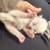 Kittens Ready For Forever Homes Sep 2 2026! 4 thumbnail