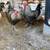 2 Olive Egger Roosters 1 thumbnail