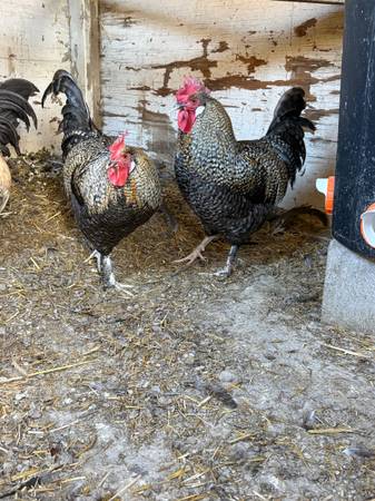 2 Olive Egger Roosters 1