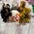43 TY Beanie Babies (Bears, Rabbits, and Jumbo-sized) 9 thumbnail