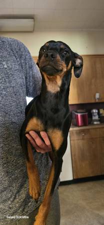 Purebred Min Pin (Male) (SUMNER)