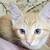 Kittens 12+ weeks 6 thumbnail