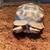 Tortoise 7 thumbnail