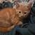 Kittens indoor 1 thumbnail