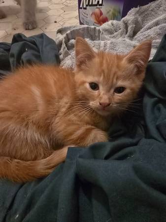Kittens indoor 1